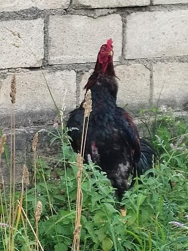 quş yarım tip: Satılır: kənd toyuğu xoruzu - Cins tipi: uzunboyun, sərt bədən — 2
