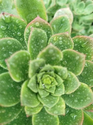 Bitkilər: Sukkulent – Echeveria (rozet formalı, həmişəyaşıl) Məhsul təsviri: - — 1