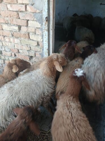 Daraq panellər: Bogaz qoyunda var quzuda var qocda var .hamlslnl Alan olsa — 2