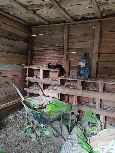 balaca dana: Salam. Göyərçin,bildirçin, toyuq-cücə saxlamaq üçün çox əlverişlidir — 2