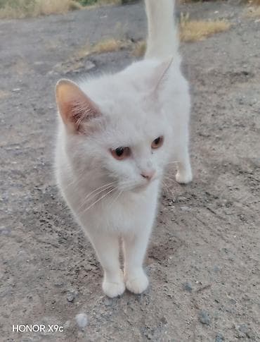 pisikler ucun: Türk anqora, Dişi, Yaxşı əllərə — 1