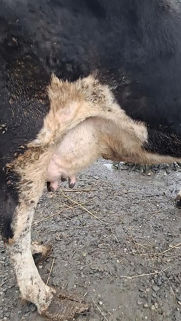 Inəklər, öküzlər: Dişi, il: 9, Damazlıq, Ünvandan götürmə — 4