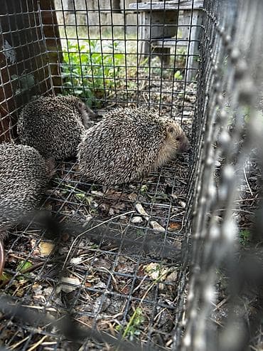 buğa heyvan: Kirpilər satılır sağlam heyvanlardı real alıcılar narahat etsin — 1