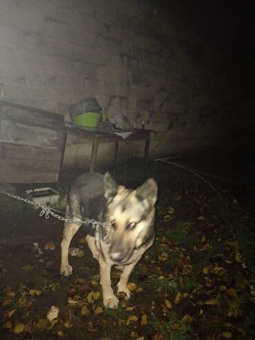 heyvan qirxan: Alman çoban iti, 1 il, Dişi, Peyvəndli, Ünvandan götürmə — 2