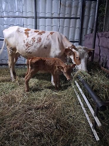 Dişi, Simental, il: 9, Südlük, Ünvandan götürmə