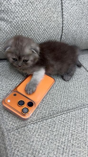 pişik cütleşdirme: Britan, Erkək, Dişi — 3