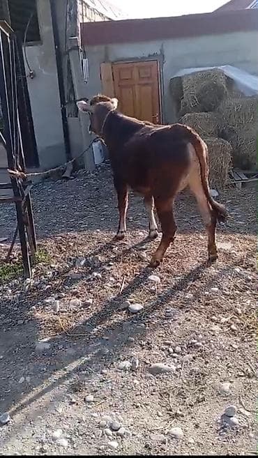 Dana, buzov, Dişi, ay: 6, 200 kq, Südlük, Ətlik, Pulsuz çatdırılma lalafo.az -da Dana, buzov, Dişi, ay: 6, 200 kq, Südlük, Ətlik, Pulsuz çatdırılma