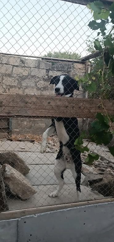 отдам даром щенка: 5 месяцев, Самец, Самовывоз — 2