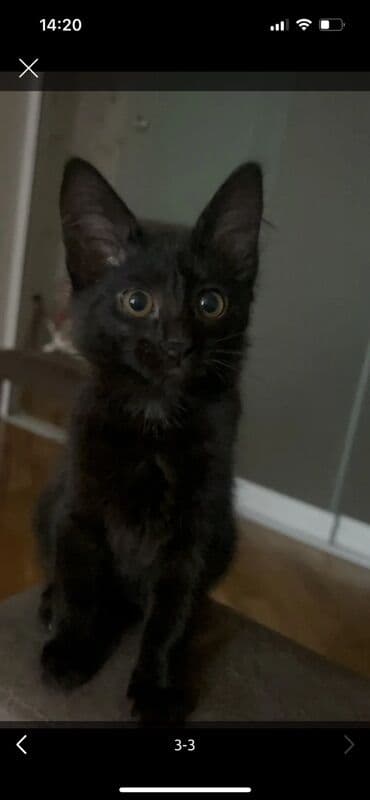 отдам в добрые руки баку: Самка, В добрые руки, Бесплатная доставка — 3