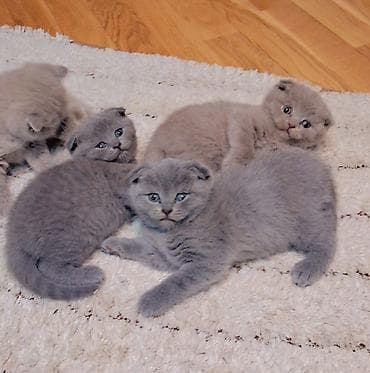 sort pişik: Şotland — 6