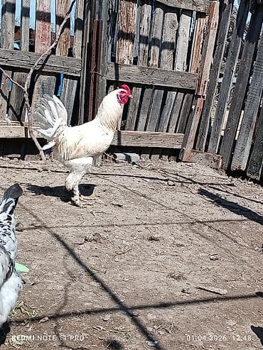 Bir illik sağlam və aktiv xoruzddu Sağlamdır öz heyətin guşudur