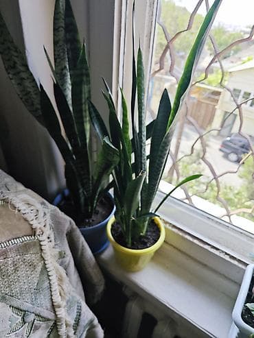 ciledagi bitki: Sansevieria (Qaynanadili) otaq bitkisi - Növlər: Sansevieria — 2