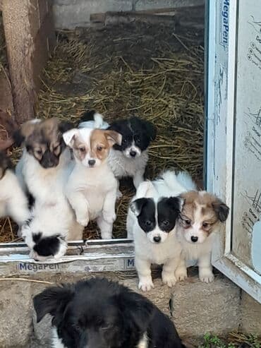 купить кур: Звонок, 3 месяца, Самовывоз — 7