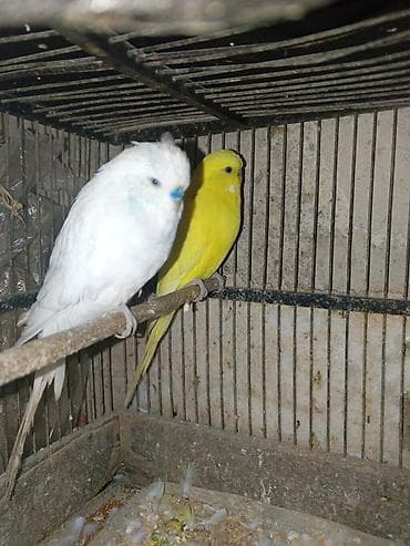 tutuquş: Çex papuqaylar bir çüt,ağ rəngdə olan erkek,sarı olan isə mayadır.Bu — 7