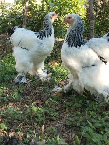 quş yuvaları: Toyuq, Brama, Damazlıq — 1