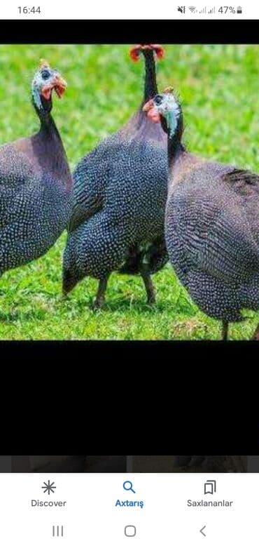 мейн кун купить в баку: Salam seyzar firəng quşunun tam mayali yumurtasi satiram qiyməti biri — 2