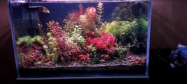 akvarium satisi: 70x40x40 Göründüyü vəziyətdə satılır. İşıqdan başqa bütöv komplekt — 4