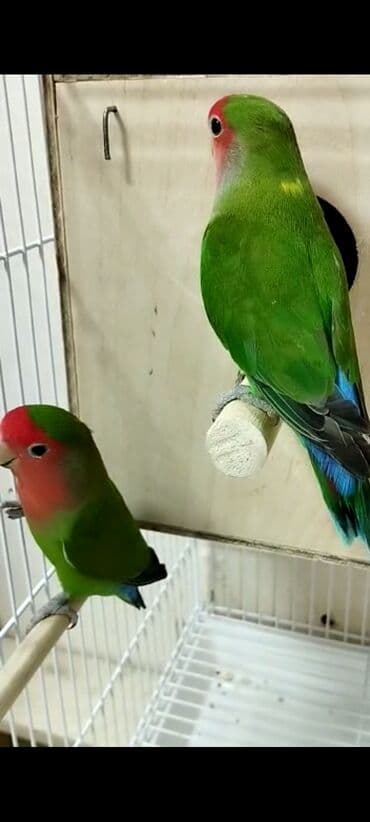 Nerazluçnik tek maya erkeyi satilib 1 defe 4 bala verib saglam baximli