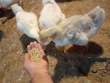 Quşlar: Linda Qaz balaları – yemlə ve otla bəslənmiş, aktiv və çevik sürü — 2