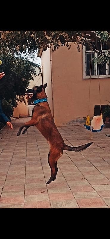 тибетский мастиф цена в баку: Бельгийская овчарка, 2 года, Самка, С прививками, Самовывоз — 9