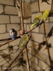 большая клетка для морской свинки: Dalmatin və müxtəlif rəng mutasiyalı dalğıç (büdcərigar) nimçələri - — 3