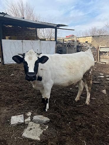 Salam inek satilir 1aya balasi olacaq 1ci qarnidi 2yasi var cavan