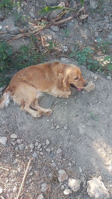 cocker: Koker spaniyel, 2 il, Erkek — 2