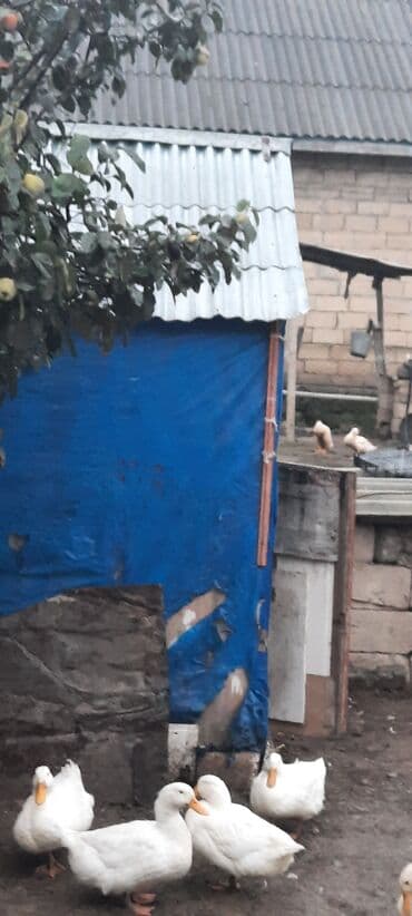 kuban ördek: Dişi, | Kuban, Damazlıq, Ünvandan götürmə — 2