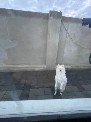 azerbaycan it adlari erkek: Şpitz, 9 ay, Erkek, Peyvəndli, Ünvandan götürmə — 2