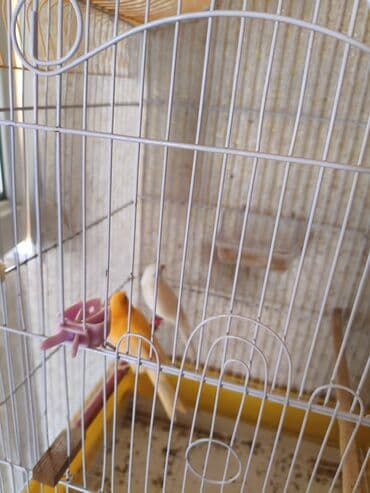 купить клетку для морской свинки: Bülbül satılır 1 cüt — 1