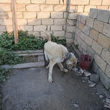 it satisi afcarka: Alabay, 2 il, Erkek, Ünvandan götürmə — 9