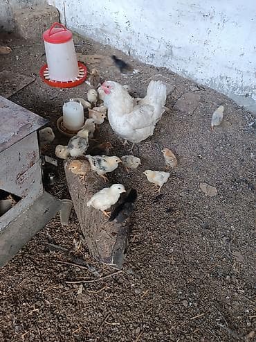 cücə və xoruz təmsil: Toyuq cücələri, Ətlik — 2