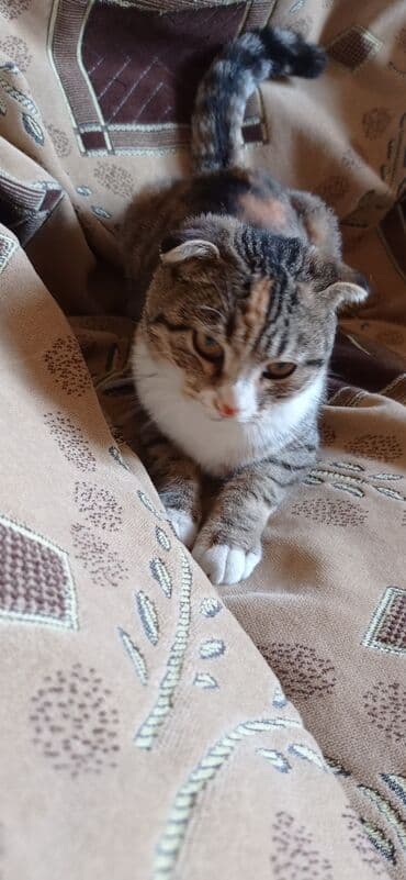 Şotland yastı qulaq