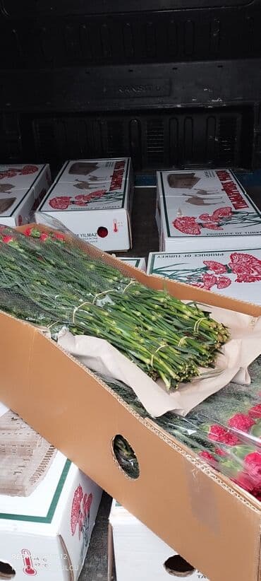 topdan gül satışı: Qərənfil güllərinin topdan satışı — 3