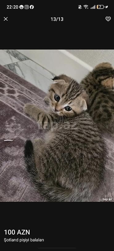 balaca itlerin satisi: Şotland yastı qulaq — 4