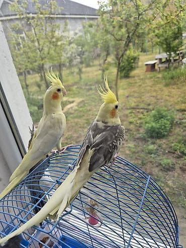 Cüt korella satılır cavan quşdular bir birinin başını qaşıyırlar cütdə