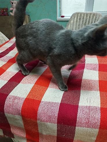 bala pişiylər: Şotland, Dişi, Yaxşı əllərə, Ünvandan götürmə, Ödənişli çatdırılma — 5