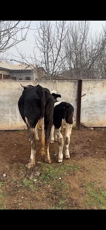 kullu xoruz heyratı: Simental tipli inək və buzov dəsti - Cins: Simental tipli, qara‑ağ — 8