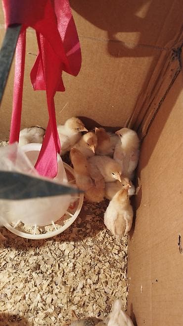 Digər heyvanlar: Lohman braun 3 gunluk 2.7 qepiy,,9 gunluk 3manat — 7