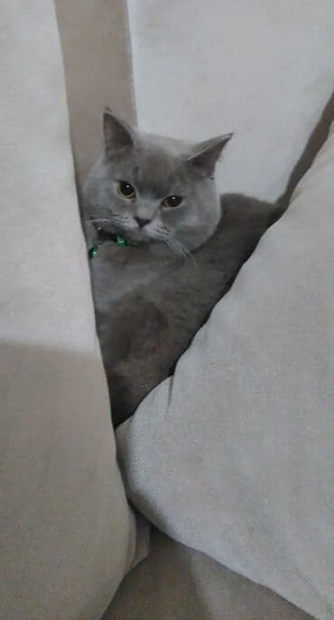 goyərcin şəkilləri: Boz rəngli, qısa tüklü ev pişiyi - Zərif, vahid boz rəngli, qalın və — 2