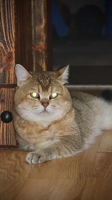 Pişiklər: Qızıl şinşilla, Erkək, Dişi, Ünvandan götürmə — 4