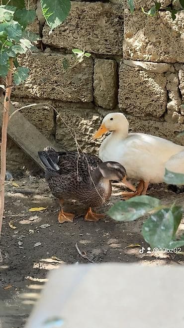 ordek satisi: Pekin ördəyi satılır cavandı yumurtaya düşmüyüb — 1