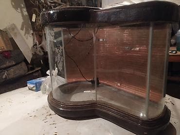 əl meymunu: Akvaryum qizqalasi təsviri kimidir çox gözəldir el işidir aşağı yeri — 1