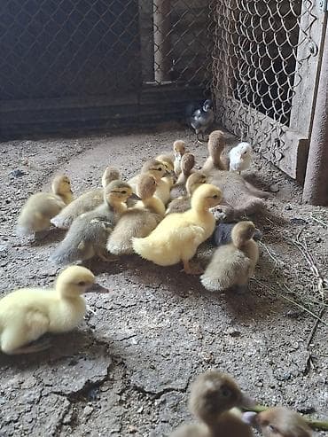 lavanda ördek: Cins ördək balaları krasnadar zümrüdü macar və.s hamisini götüren olsa — 1