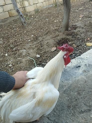 Akvariumlar: Xoruz, il: 1, Ünvandan götürmə — 1