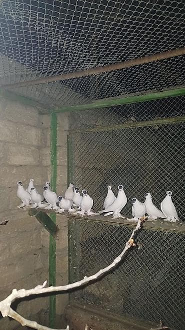 dekarativ quslar: Ağ rəngdə dekorativ göyərçinlər – saqqallı/çıtlı (başında çiçəkvari — 6