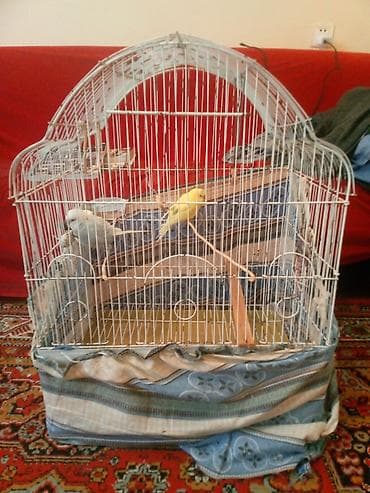 qəfəs: Quş qəfəsi və aksesuarları boyuk qefes iki qus (disi erkek) mirallari — 2