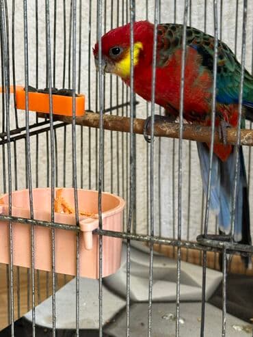 danişan quş: Salam, erkəkdir. 2 yaşı var. Sağlam quşdur. Sarıyanaq rozelladır — 4