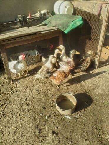 Digər kənd təsərrüfatı heyvanları: Ördek və toyuq qarışıq ev quşları - Təsvir: Şəkillərdə təsərrüfat — 3