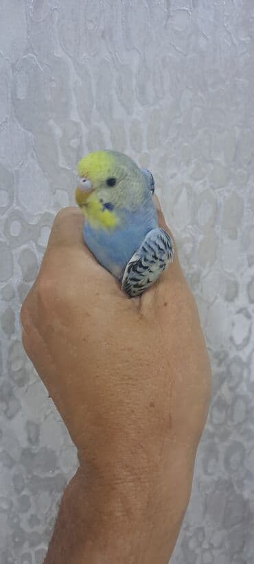 quş yuvasi: Bu tutuquşu mavi və sarı rənglərdədir. O, insan əlində rahatlıqla — 3
